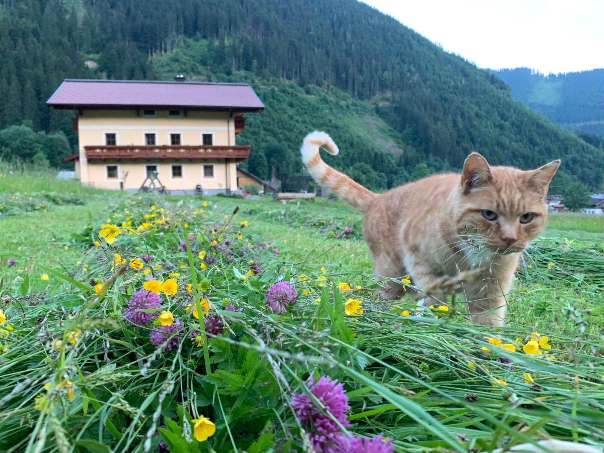 Alpen Oberlehengut Salzburger Land *